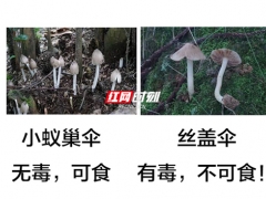 又到了野生蘑菇瘋長的季節(jié) 對(duì)比圖來啦！ ()