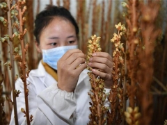 貴州百里杜鵑：花海天麻綻放致富“花” ()