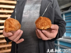 三穗縣：年產(chǎn)500萬(wàn)棒食用菌菌棒加工廠建成投產(chǎn) ()