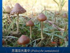 致幻蘑菇刷屏！專家：野生蘑菇中毒死亡率高達20% ()