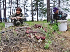 小小赤松茸 綠色脫貧路 ——鄂倫春旗克一河鎮(zhèn)食用菌農民專業(yè)合作社林下種植獲豐收 ()