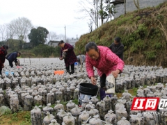 湖南鳳凰：黑木耳開(kāi)出“致富花” 奏響鄉(xiāng)村振興“進(jìn)行曲” ()