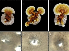 研究團隊分析靈芝孢子形成前后的基因表達模式 ()