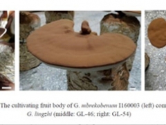 廣東省微生物研究所：研究揭示人工馴化紅褐靈芝的潛在藥用價值 ()