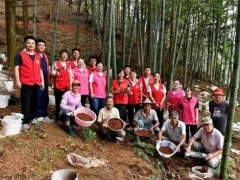 浙江淳安：林下經(jīng)濟(jì)模式全面推廣  仿野生種植靈芝再豐收 ()