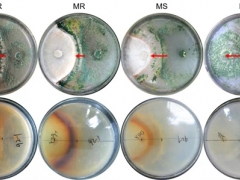 香菇抗深綠木霉分子機制研究取得重要進展 ()