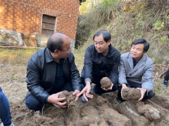 中科院微生物研究所、湖北省中醫(yī)院專家教授赴黃岡英山、羅田茯苓基地開展調(diào)研工作 ()