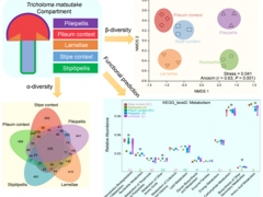 中國(guó)科學(xué)院昆明植物研究所在名貴野生食用菌微生物組研究中取得系列進(jìn)展 ()