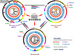 世界上最毒蘑菇是如何煉成的？——昆明植物所在毒蘑菇鵝膏環(huán)肽毒素合成機(jī)制研究中取得重要進(jìn)展 ()