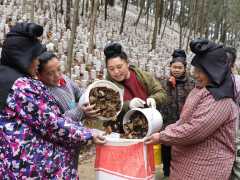 貴州劍河：春日好“豐”景 黑木耳采摘忙 ()