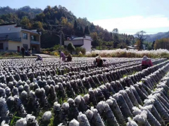 安徽黃山黟縣：“小菌棒”上長(zhǎng)出“黑黃金” ()