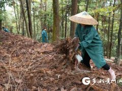 創(chuàng)新天麻缽栽種植法 提高經(jīng)濟(jì)效益 ()